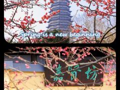 -红梅公园