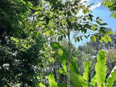 -中国科学院西双版纳热带植物园