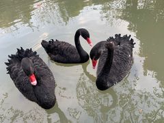 -八大山人梅湖景区