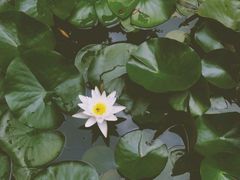 -金孔雀温泉旅游度假村