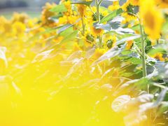 -花开海上生态园