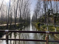 -合肥滨湖国家森林公园