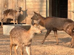 -大连森林动物园