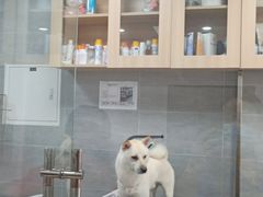 -宠福鑫康馨动物医院·骨科·眼科