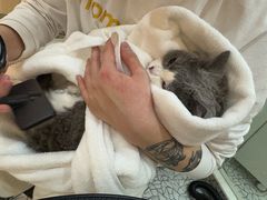 -momokira米努特·德文卷毛猫·棉花面纱犬
