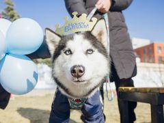 -趣玩宠物乐园寄养训犬训狗游泳池