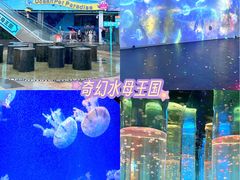 -海合安武汉极地海洋公园