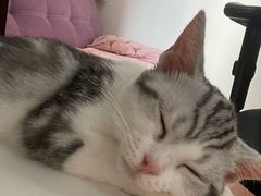 -lincat·猫舍(广州店)