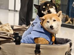 -StayReal Cafe(长宁来福士广场东八区店)