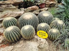-北京植物园-展览温室