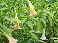 -广西壮族自治区药用植物园
