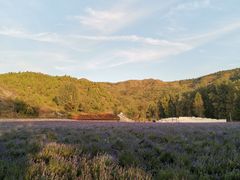 -紫海香堤香草艺术庄园