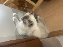 -MOCHA明星猫咖(田子坊店)