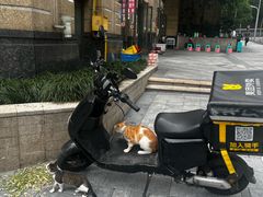 -宜宾燃面(寰宇天下天悦店)