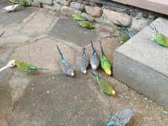 -南宫五洲植物乐园