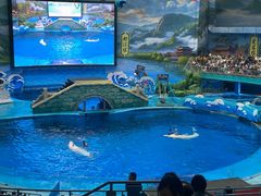 -海合安成都极地海洋公园