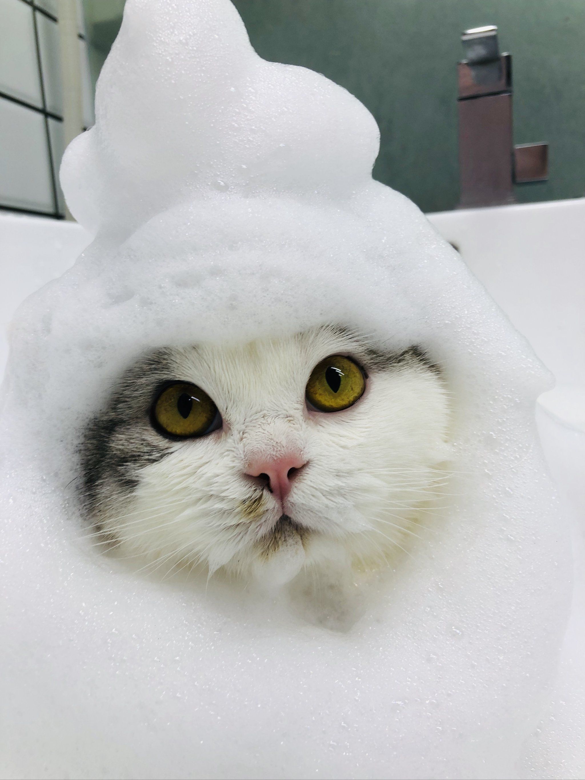 暖心怀抱～猫咪美容时