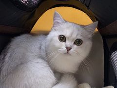 -美联众合动物医院·24h京西诊疗中心