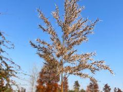 -池杉湖湿地公园