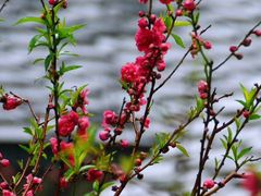 -桃花涧