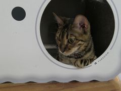 -Cappucimeow猫咪咖啡馆(韦伯时代店)