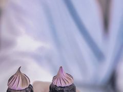 -澳门十六浦索菲特大酒店