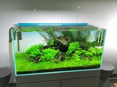 -ADA自然水景世界