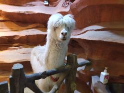 -酷嗒动物文化乐园(cutezoo西溪乐天城店)