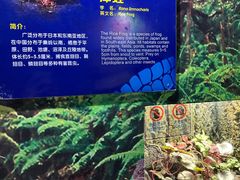 -广州长隆飞鸟乐园