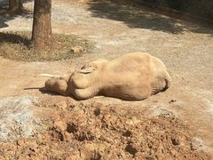 -昆明动物园
