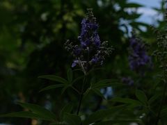 -养云安缦·廊
