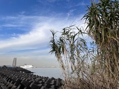 -上海滨江森林公园