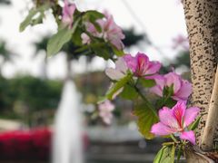 -广州莲花山旅游区