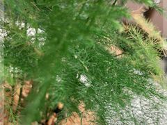 -福州泰禾铂尔曼酒店·大堂酒廊