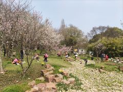 -苏州上方山国家森林公园