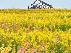 -三圣花乡旅游区