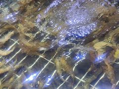 -聚盛源蒸汽海鲜火锅烤肉自助(巨川金海岸购物广场店)