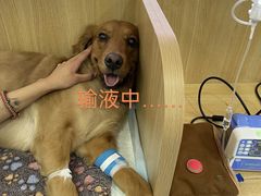 -瑞派长江宠物医院·猫科·外科·24小时夜护(谊城公寓分院)