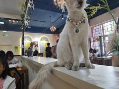 -猫小院猫主题餐厅(南锣旗舰店)