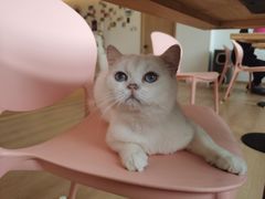 -猫腻·猫咖·撸猫馆(星光大道店)
