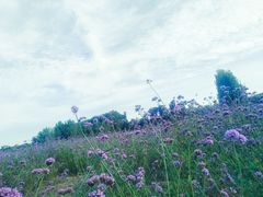-北京东方普罗旺斯薰衣草庄园