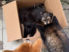 -艾贝尔宠物诊疗