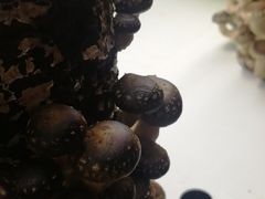 -番食园鲜食火锅(高新店)