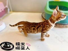 -糯米喵星人总部直营旗舰店·猫舍·幼猫出售