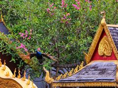 -西双版纳原始森林公园