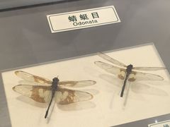 -上海昆虫博物馆