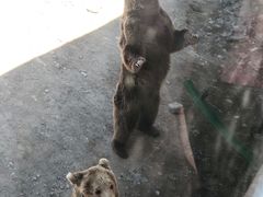 -新疆天山野生动物园