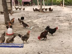 -甜心庄园·甜心草莓采摘园(西青中北店)