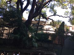 -九龙公园