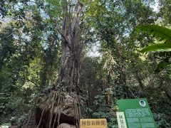 -莫里热带雨林景区